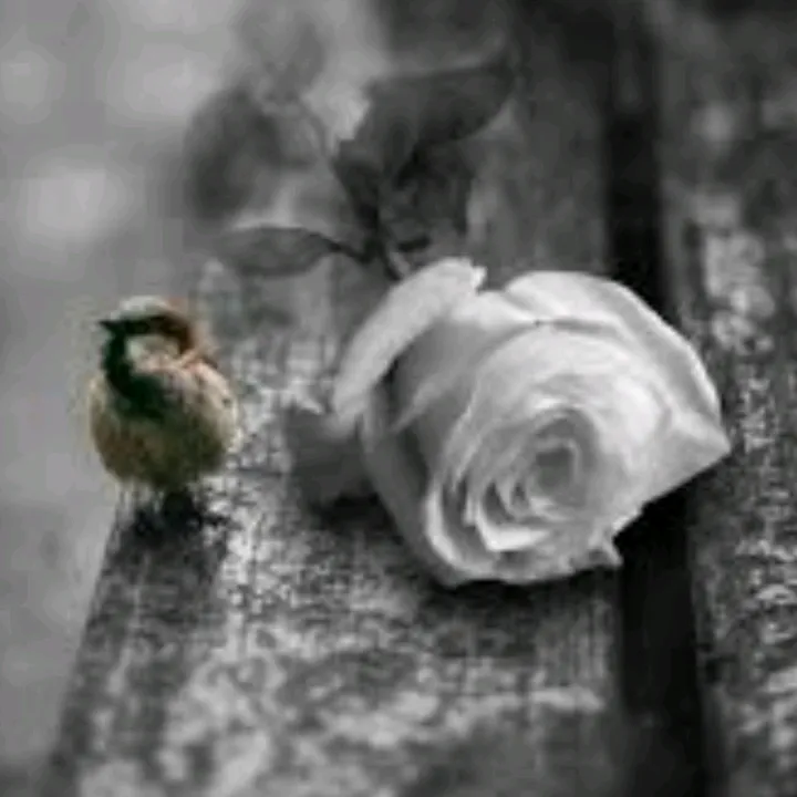 @islamdeenoverduniya