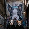 jerry_coby_chihuahua