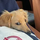 @cashewdachshund