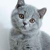 bluemoonthecat