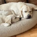 @ateam.goldens