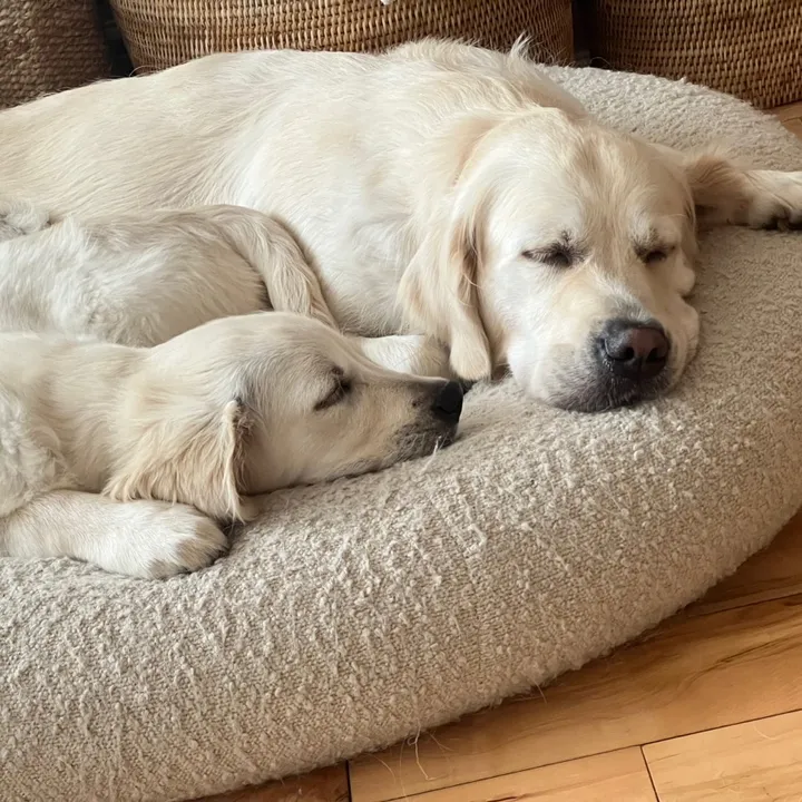 ateam.goldens