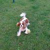 mymindisfilledwithdogs