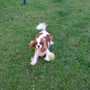 @mymindisfilledwithdogs