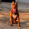 pitbull.rednose.tr