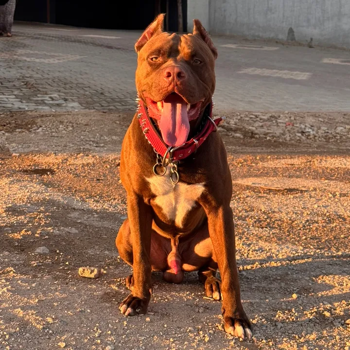 @pitbull.rednose.tr