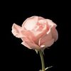 lia_56298