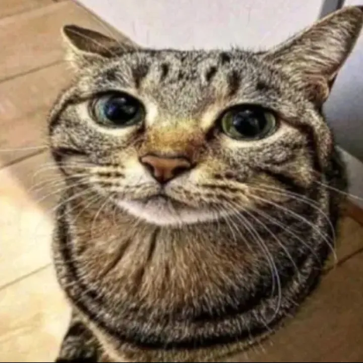 _shortcel_