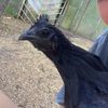 ilovehens_