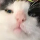 @d3adr0z3s