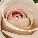 @teenwillis