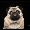 weewinstonthepug