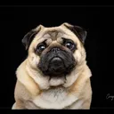 @weewinstonthepug