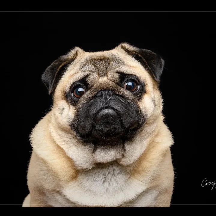 @weewinstonthepug