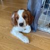 nellie.the.welshie