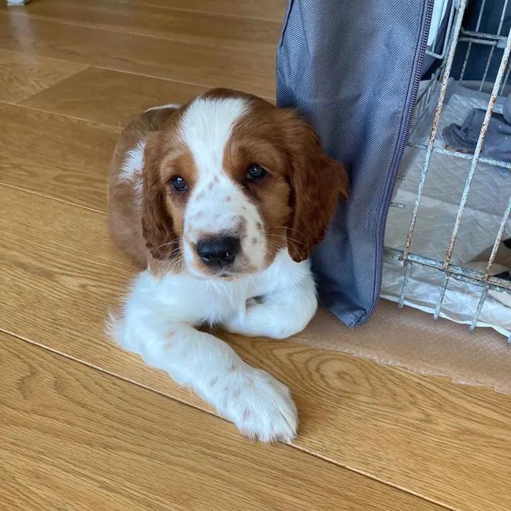nellie.the.welshie