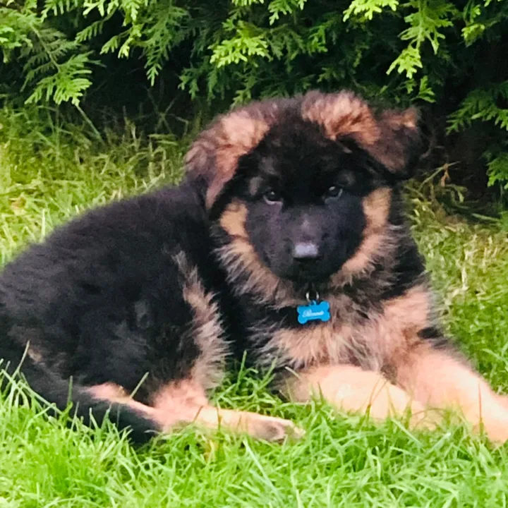 gsdronnie
