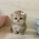 @itsmochibug