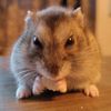 milkey_bounty