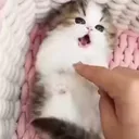 @uifb5