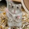 peanutthehamster1