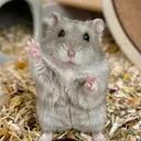 @peanutthehamster1