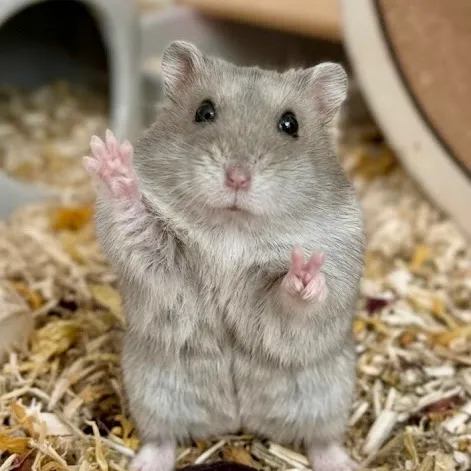 peanutthehamster1
