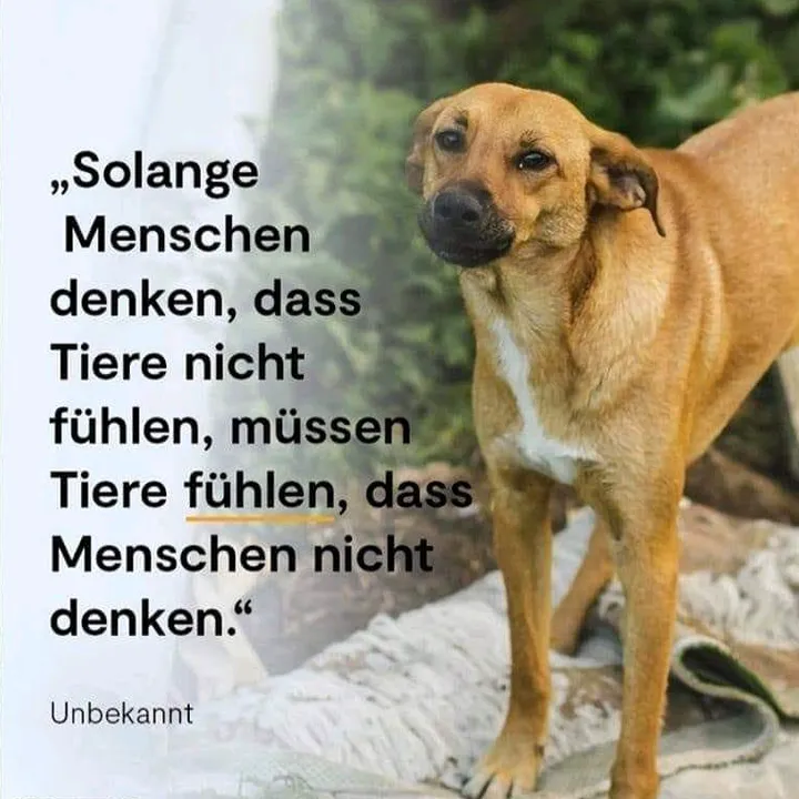 rescuersalexandria