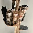 @mainecoonspalace