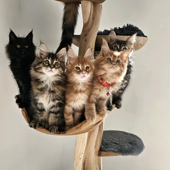 mainecoonspalace