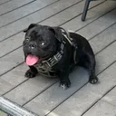 @mosthigh.bullycamp