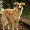 mischling.mimi