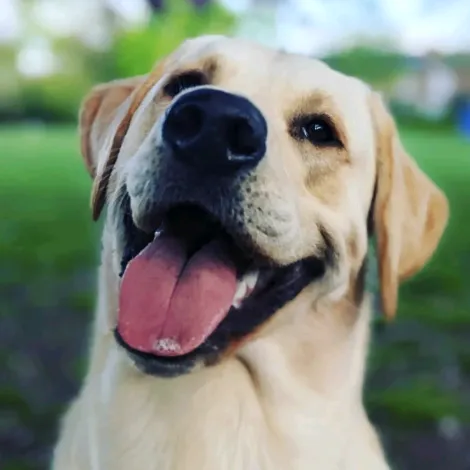 @sunny.the.travel.dog