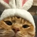 @animax9622