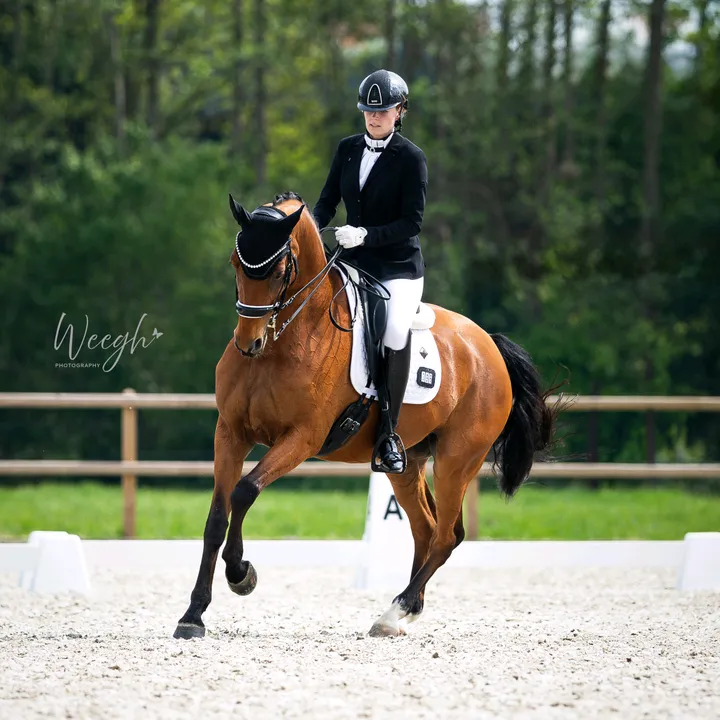 lvdp_equestrian