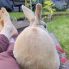 bunny.family2