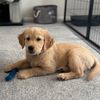 russerthegolden