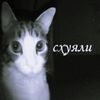 cxyali0