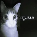 @cxyali0