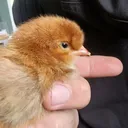 @lifeofscouseattenborough