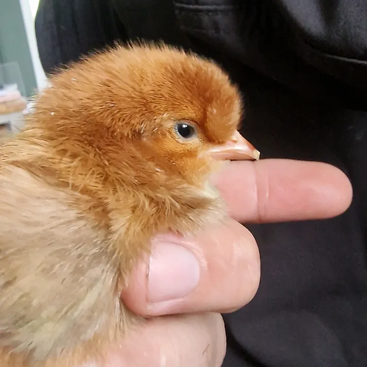 @lifeofscouseattenborough