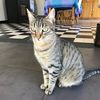 bulle_la_chatte