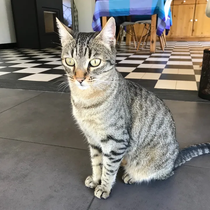 bulle_la_chatte