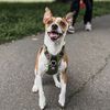 jackrussellsquared