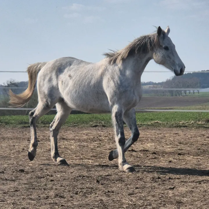 lwenzahn6