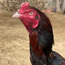@zubairmalikaseel2