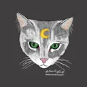 @mainecooncat.on.paws1