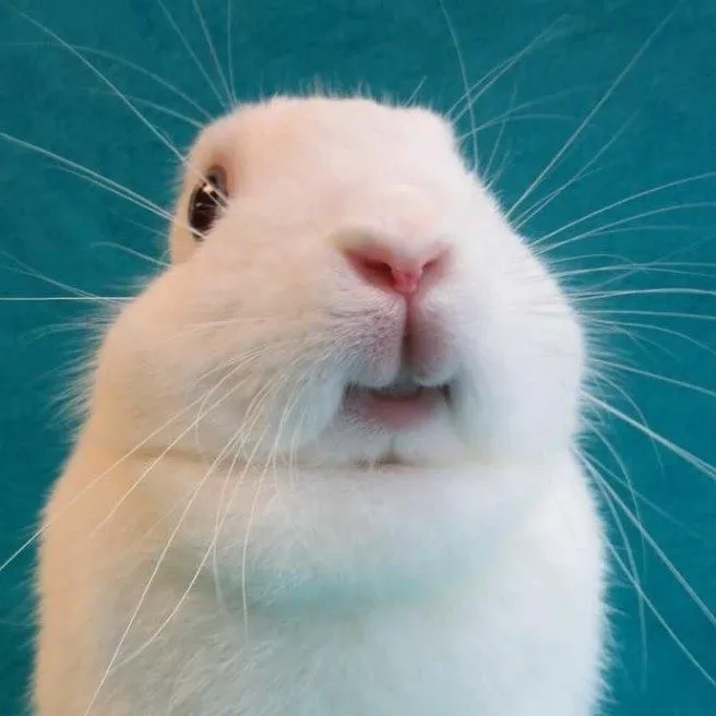 @bunniesways