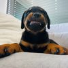 jagger.the.rottweiler