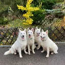 @white_ange_dog